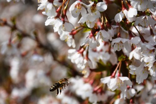 cherry blossoms bee in the approach spring