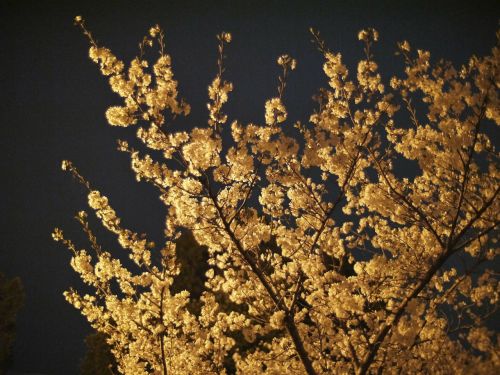 cherry blossoms cherry night