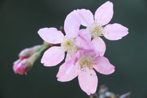 cherry blossoms spring plant