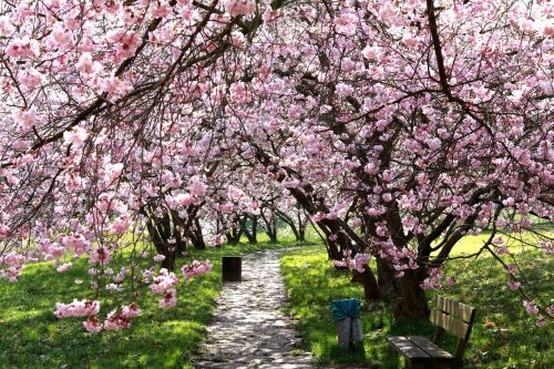 cherry blossoms cherries spring