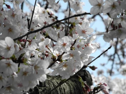 Cherry Blossoms