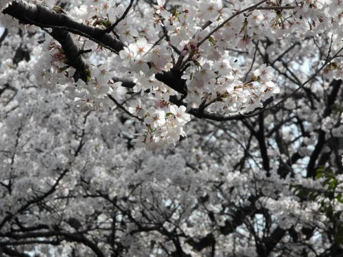 Cherry Blossoms