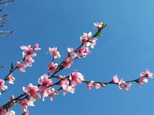 cherry blossoms blossom bloom