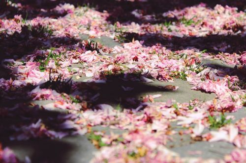 cherry blossoms ground sun
