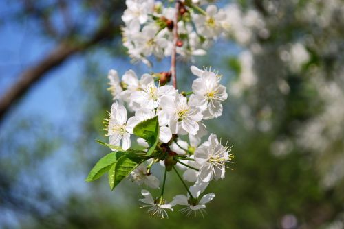 Cherry Blossoms