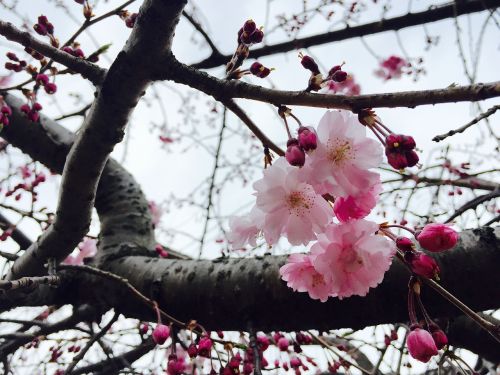 cherry blossoms pink spring