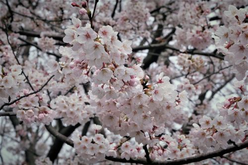 cherry blossoms pale pink pale