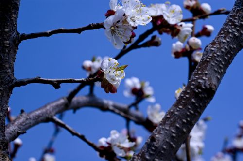 cherry blossoms spring blue sky