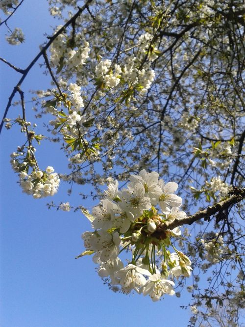cherry blossoms summer white flowers
