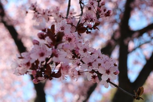 cherry blossoms pink natural
