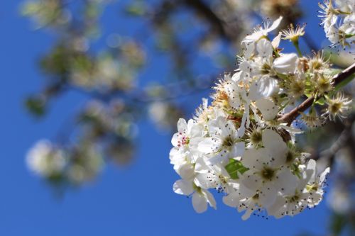 cherry blossoms white natural