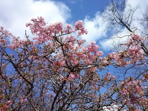 cherry blossoms sky blue spring