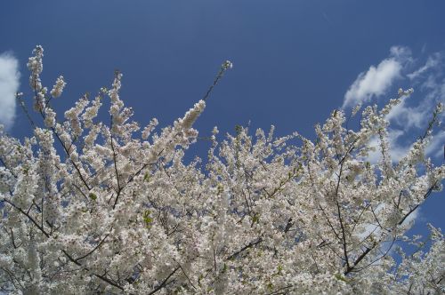 cherry blossoms flowers cherry