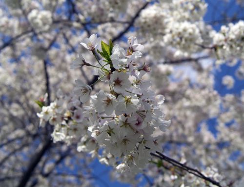 cherry blossoms flowers cherry