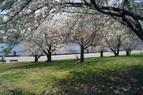 cherry blossoms flowers cherry