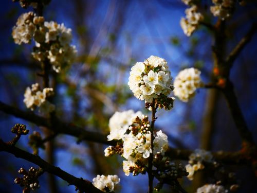 cherry blossoms white flowers