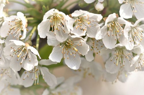 cherry blossoms flowers leaves