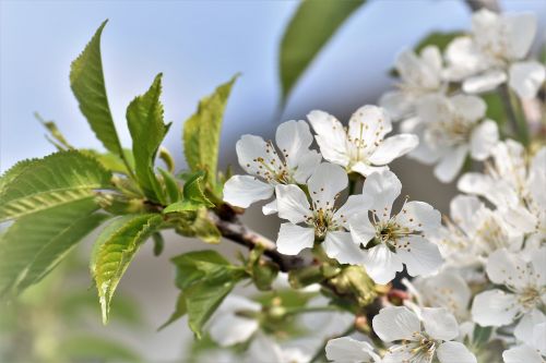 cherry blossoms flowers leaves