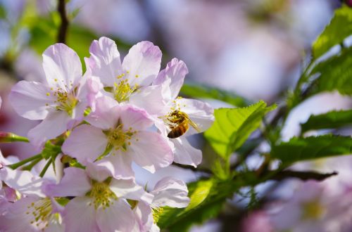 cherry blossoms bee flowers and plants