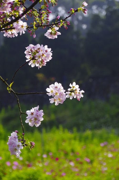 cherry blossoms flowers and plants pink