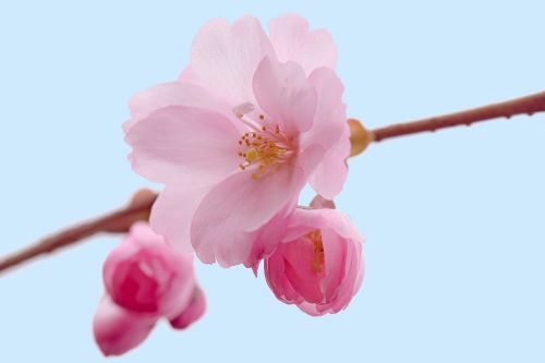 cherry blossoms cherry flower