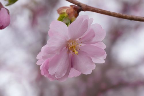 cherry blossoms cherry flower