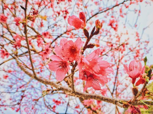 cherry blossoms flower spring