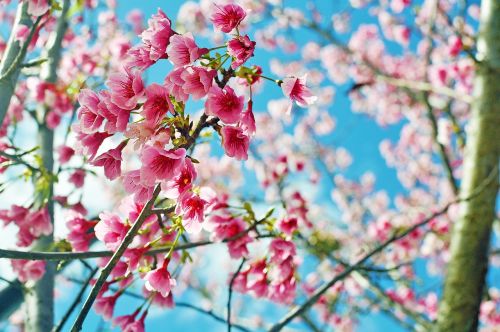 cherry blossoms flower pink