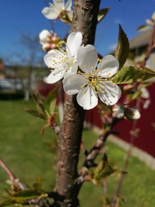 cherry blossoms spring macro