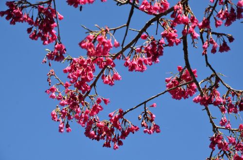 cherry blossoms flower blue day