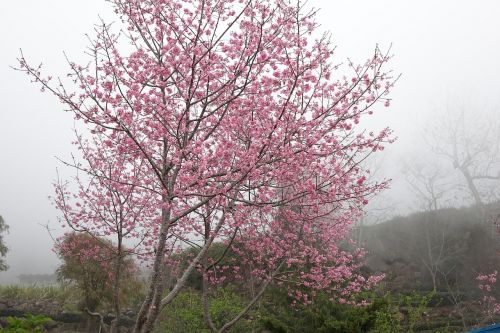 cherry blossoms the mist of cherry blossoms pink