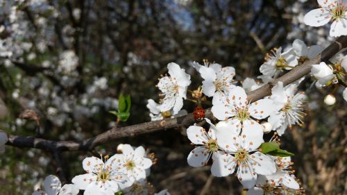 cherry blossoms blooming ladybug