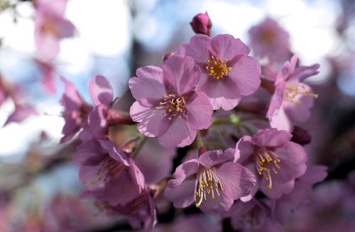 cherry blossoms nature spring