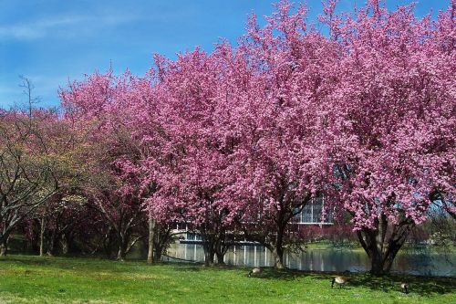 cherry blossoms lake landscape