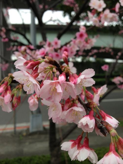 cherry blossoms flower plant