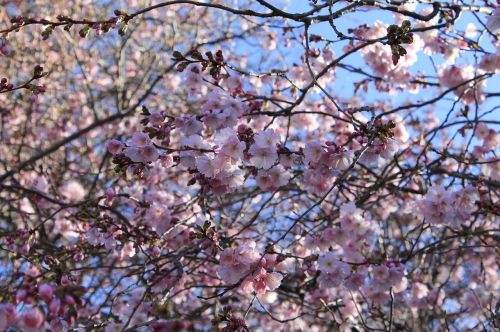 cherry blossoms flowers tree