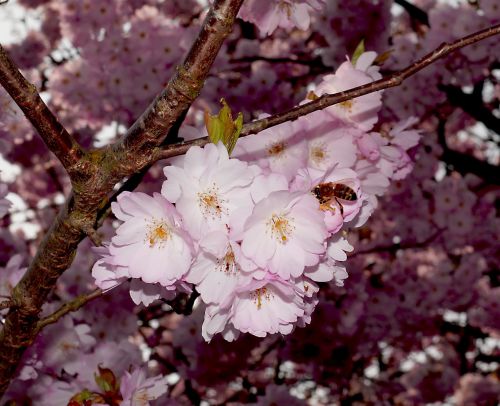 cherry blossoms blossom bloom