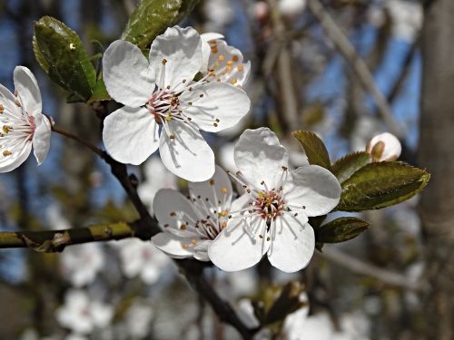 cherry blossoms close flowers