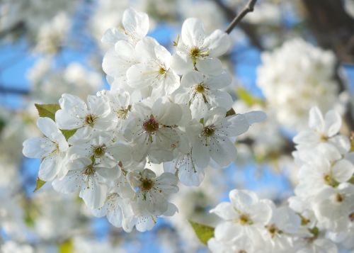 cherry blossoms spring white