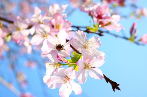 cherry blossoms flower bee
