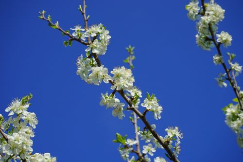 cherry blossoms branch white