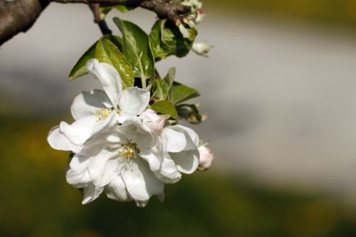 cherry blossoms spring flowering trees