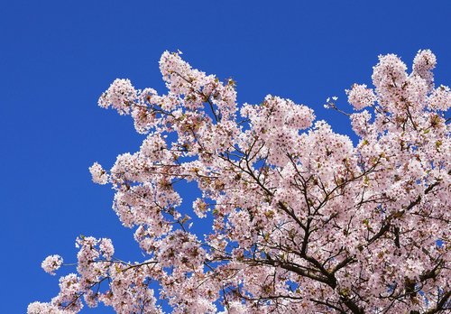 cherry blossoms  japanese cherry trees  cherry wood