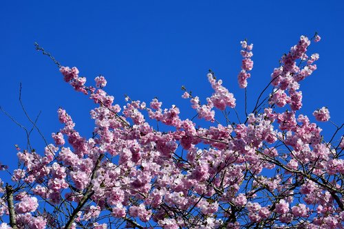 cherry blossoms  ornamental cherry  cherry tree