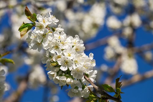 cherry blossoms  bloom  spring