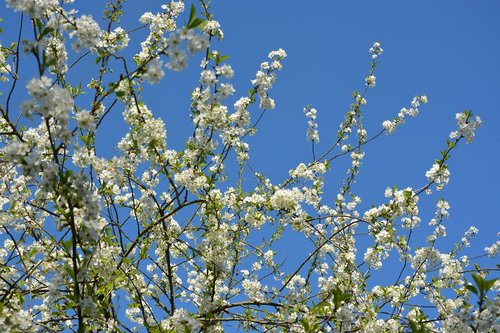 cherry blossoms  white flowers  tree