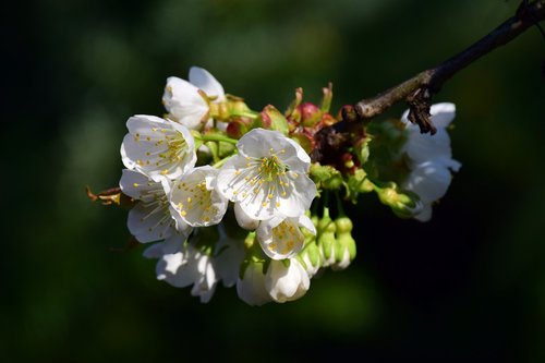 cherry blossoms  white  branch