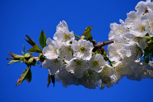 cherry blossoms  spring  sky