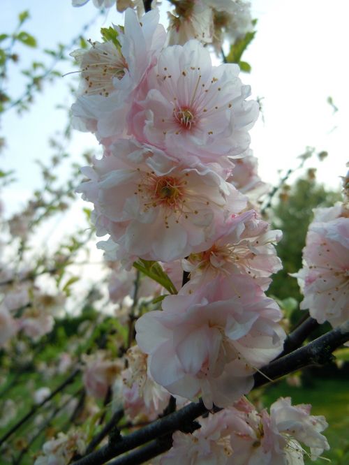 cherry blossoms japanese cherry blossom