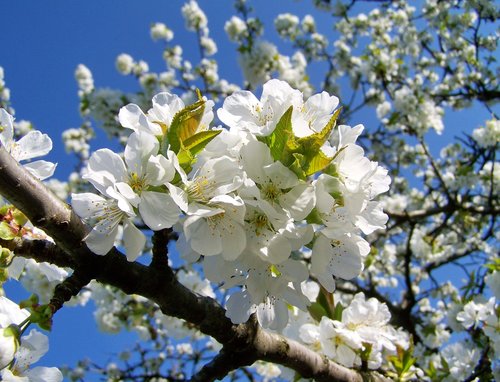 cherry blossoms  fruit tree  white flower